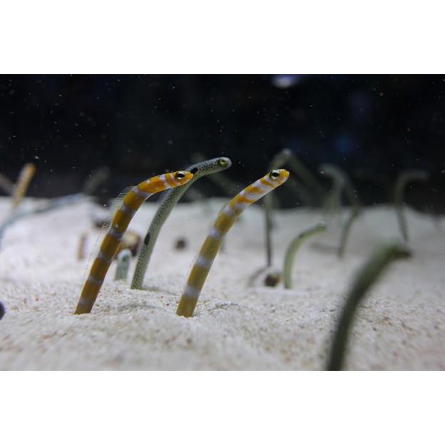 ペーパーナイフ】チンアナゴ 魚【着後レビューで名入れ無料