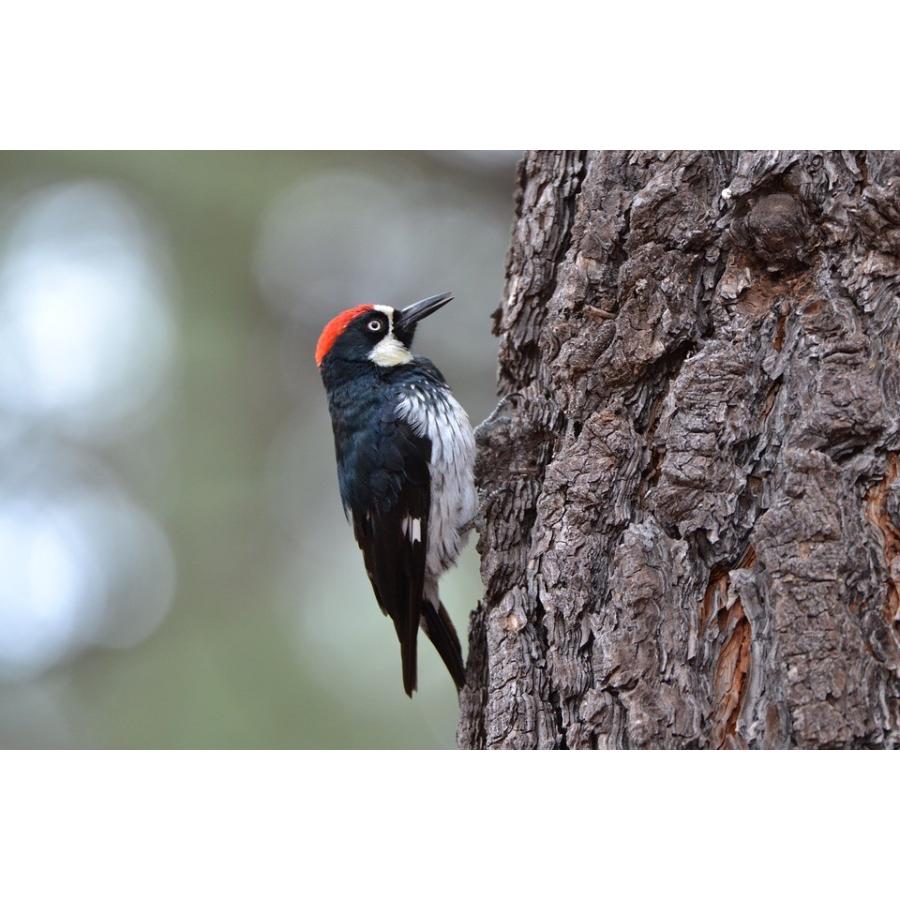 ペーパーナイフ キツツキ 動物 着後レビューで名入れ無料 キツツキ 動物 ペーパーナイフ レターオープナー 手作り 楽しい革雑貨の贈り物 Vanca Craft 通販 Yahoo ショッピング