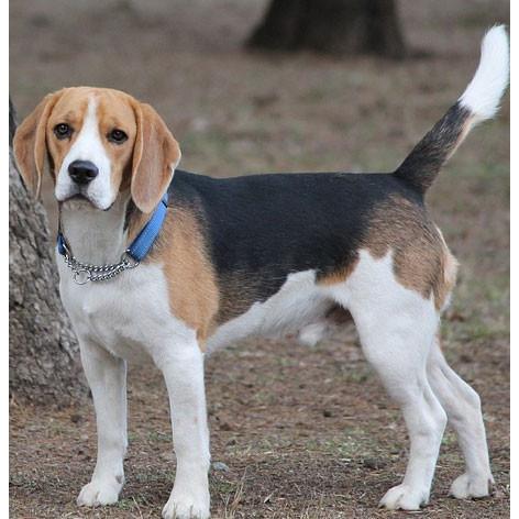 ペーパーナイフ ビーグル 犬 着後レビューで名入れ無料 ワンちゃん 犬 ペーパーナイフ レターオープナー 手作り インテリア 雑 楽しい革雑貨の贈り物 Vanca Craft 通販 Yahoo ショッピング