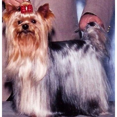 ペーパーナイフ ヨークシャーテリア 犬 着後レビューで名入れ無料 ワンちゃん 犬 ペーパーナイフ レターオープナー 手作り インテリア 雑 楽しい革雑貨の贈り物 Vanca Craft 通販 Yahoo ショッピング