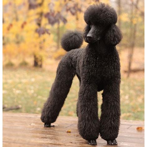 ペーパーナイフ プードルブラック 犬 着後レビューで名入れ無料 ワンちゃん 犬 ペーパーナイフ レターオープナー 手作り インテリア 雑 楽しい革雑貨の贈り物 Vanca Craft 通販 Yahoo ショッピング