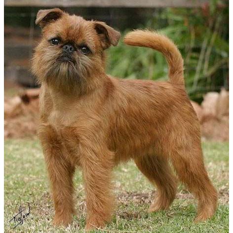 ペーパーナイフ ブリュッセルグリフォン 犬 着後レビューで名入れ無料 ワンちゃん 犬 ペーパーナイフ レターオープナー 手作り インテリア 雑 241 楽しい革雑貨の贈り物 Vanca Craft 通販 Yahoo ショッピング