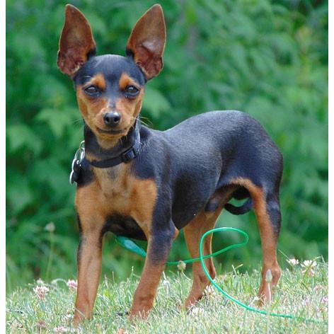 ペーパーナイフ ミニチュアピンシャーブラックタン 着後レビューで名入れ無料 ワンちゃん 犬 ペーパーナイフ レターオープナー 手作り インテリア 雑 242 楽しい革雑貨の贈り物 Vanca Craft 通販 Yahoo ショッピング