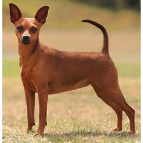 本革携帯 犬ストラップ ミニチュア ピンシャー ミニピン バンカ