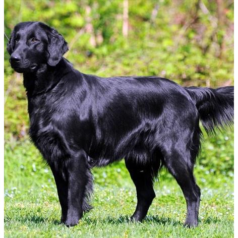 レビュー高評価の商品 本革携帯 犬ストラップ フラットコーテッド レトリバー バンカクラフト 革物語 Vanca Craft レザー 手作り 雑貨 革小物 犬 ドッグ 名入れ可 Cisama Sc Gov Br