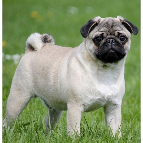 パグ 犬キーホルダー バンカクラフト 革物語 Vanca Craft レザー 手作り 雑貨 革小物 ドッグ わんこ 名入れ可 楽しい革雑貨の贈り物 Vanca Craft 通販 Yahoo ショッピング