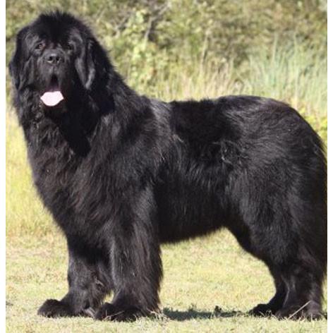 ニューファンドランド 犬キーホルダー バンカクラフト 革物語 Vanca Craft レザー 手作り 雑貨 革小物 ドッグ わんこ 名入れ可 楽しい革雑貨の贈り物 Vanca Craft 通販 Yahoo ショッピング