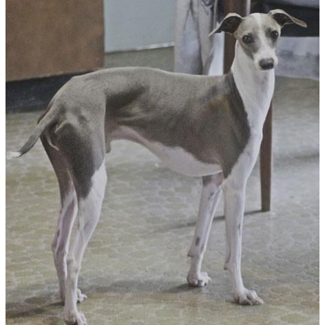 イタリアングレーハウンド 犬キーホルダー バンカクラフト 革物語 Vanca Craft レザー 手作り 雑貨 革小物 ドッグ 名入れ可 楽しい革雑貨の贈り物 Vanca Craft 通販 Yahoo ショッピング