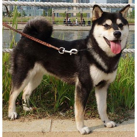 柴犬 ブラックタン 黒柴 犬キーホルダー バンカクラフト 革物語