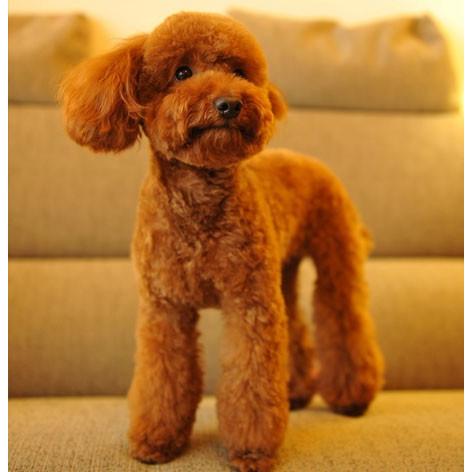 トイプードル チョコレート ブラウン 犬キーホルダー バンカクラフト