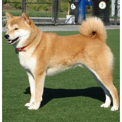 チャームブックマーカー しおり】柴犬【栞 ブックマーク 小物 グッズ