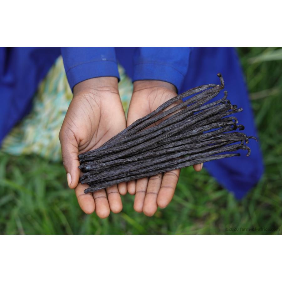 ウガンダ産Gourmetグレードのバニラビーンズ 1kg 16cmバニラビーンズ