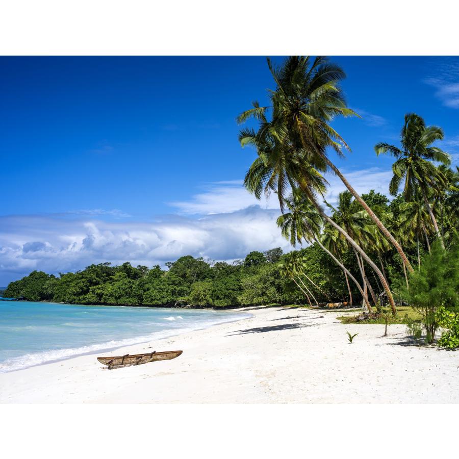 希少！！バヌアツ産バニラビーンズ！50g バニラビーンズ（バヌアツ産） プレミアムグレード 50g : バニラ