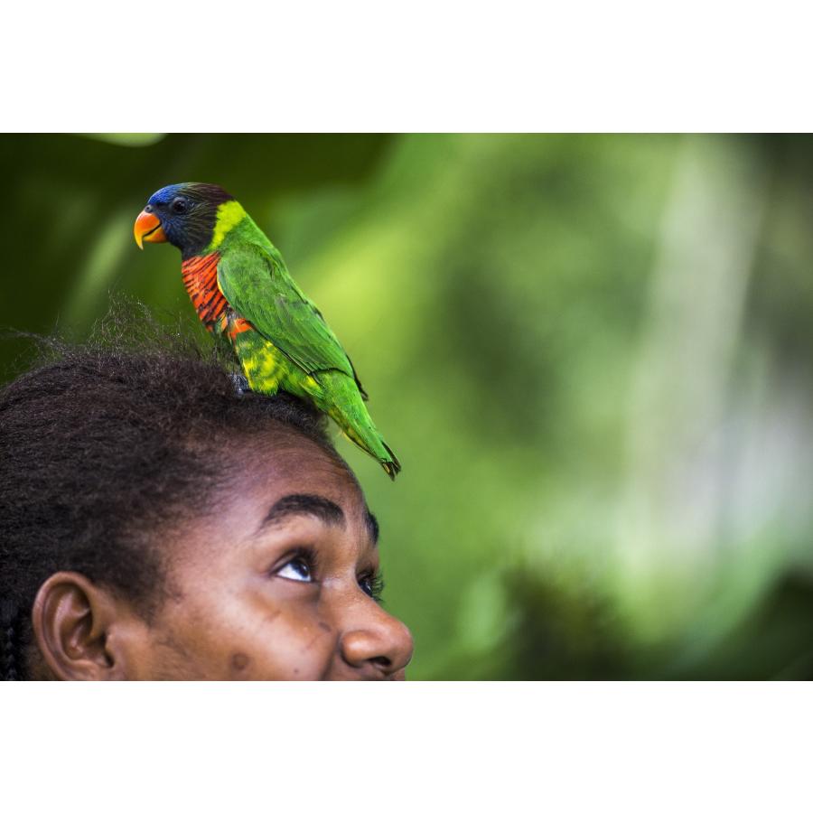 バニラビーンズ（バヌアツ産） プレミアムグレード 50g : バニラ