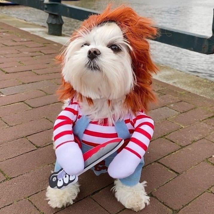 ペット服 犬服 ハロウィン コスプレ 変装 チャッキー 秋 冬 犬 猫 小型