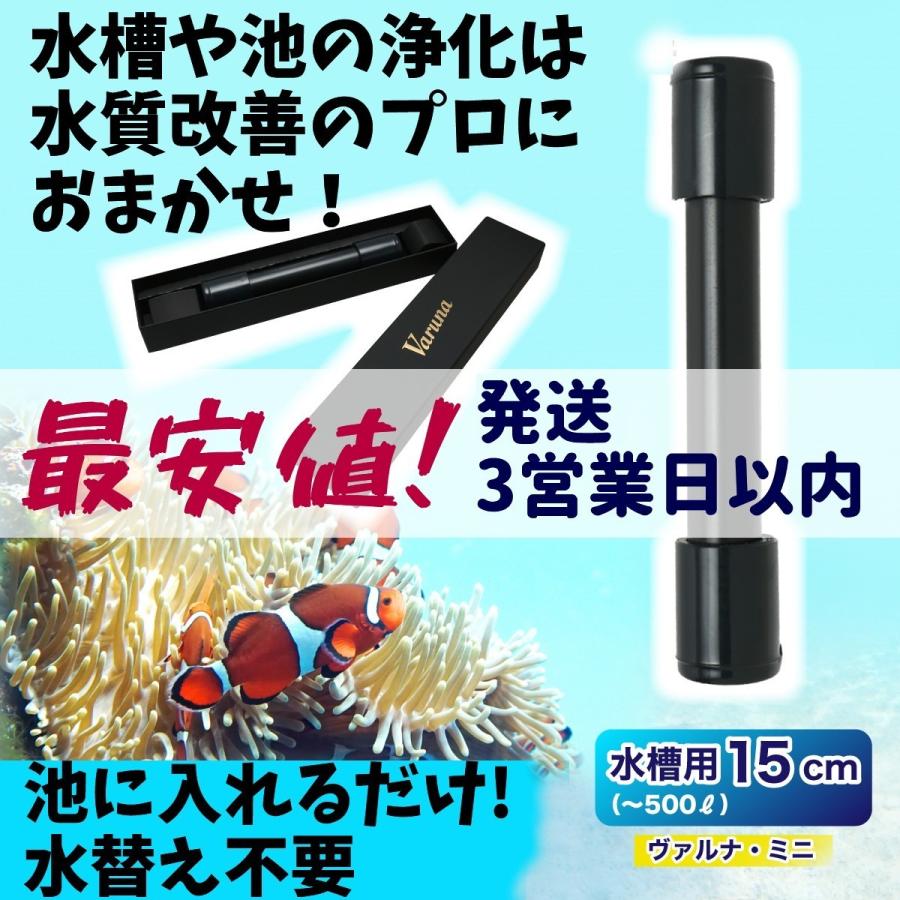 ヴァルナミニ（水槽用）M約15㎝