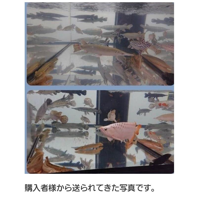 ヴァルナ・ミニ水槽用23cm 【最安値/短納期/正規店】水質改善 3年間