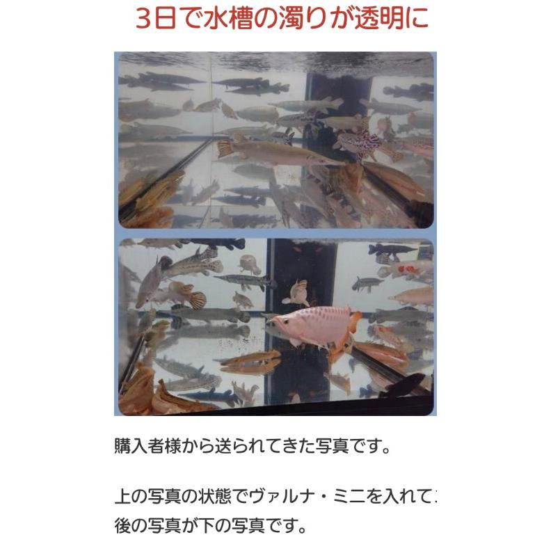 ヴァルナ・ミニ水槽用23cm 【最安値/短納期/正規店】水質改善 3年間