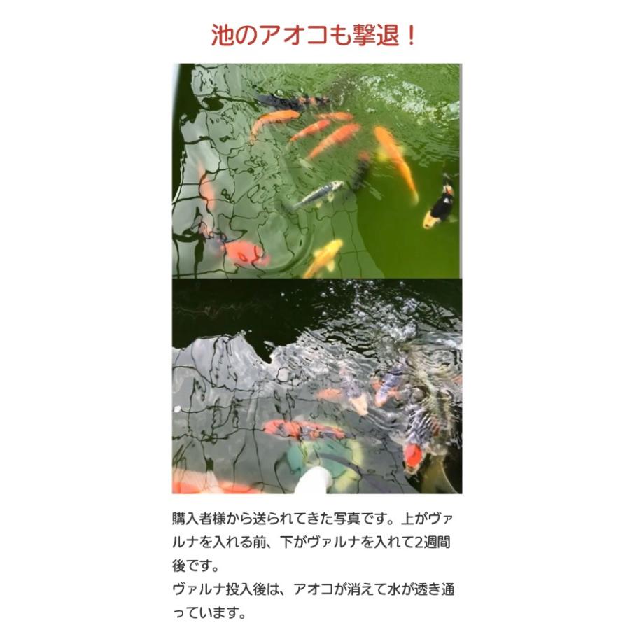 ヴァルナ池用500t 【最安値/短納期/正規店】水質改善 3年間水 ヴァルナ池用500t 【最安値/短納期/正規店】水質改善 3年間水