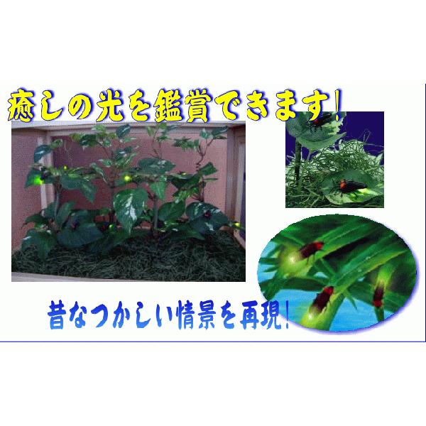 ほっとするホタル竹カゴ大 |  | 01