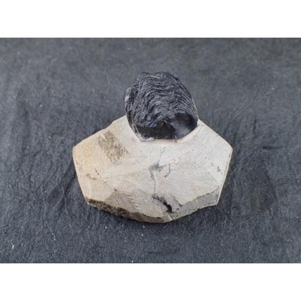 三葉虫　化石（Trilobite Fossil)（学名 ： Phacoida.sp）　時代　：　古生代デポン紀　Alnif, Morocco 産　寸法　：　51.2X40.4X30.4mm/64.5g｜vecsutoneclub