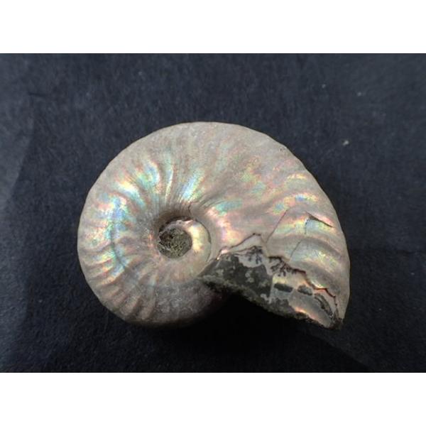 最高品質レインボーアンモナイト化石(Ammonite Fossil) (Cleoniceras sp) Ambarimaniga, Majunga, Madagascar 産 寸法 ： 37.6X29.4X12.2mm/18.2g その他コレクション、趣味