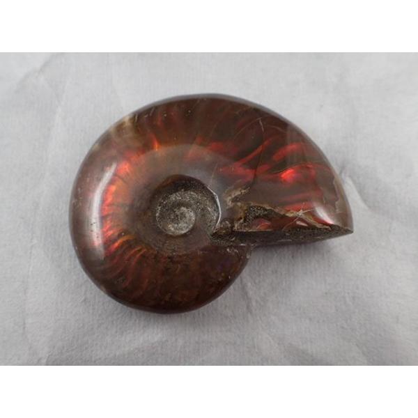 最高品質AAアンモナイト カナダアルバータ州 産 寸法 ： 54.7X43.9X14