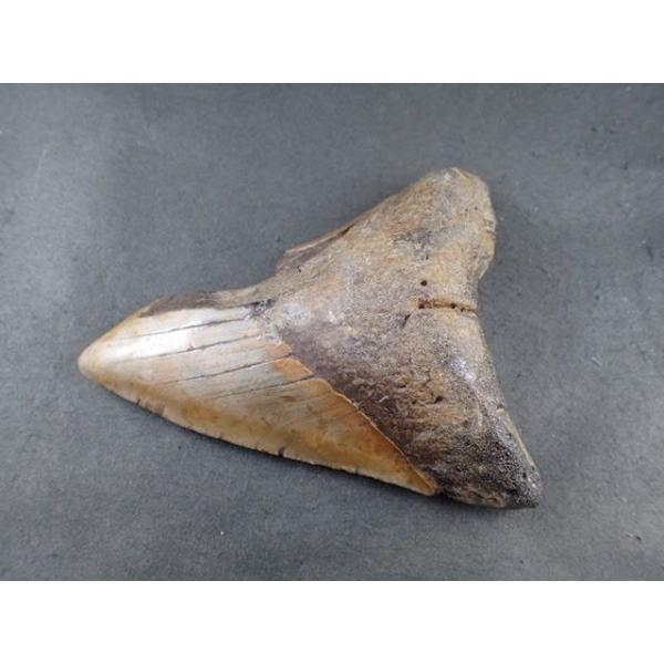 室外 最高品質巨大鮫メガロドンの歯化石(Megalodon Shark Tooth Fossil