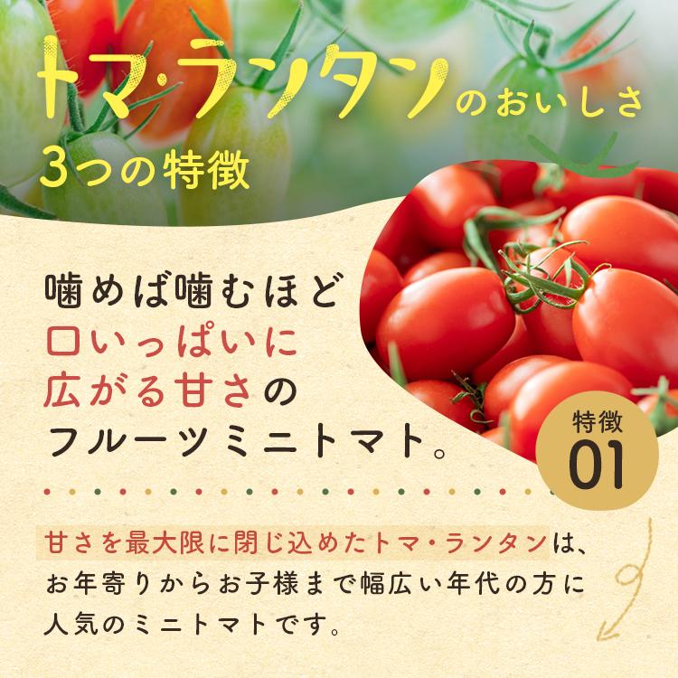 \ 送料無料 / 笑顔溢れる甘さ 超濃厚「トマランタン2キロ」熊本県産 玉名 ミニトマト 甘い 野菜 高糖度 リコピン ビタミンC  あまい｜vege-rise｜05