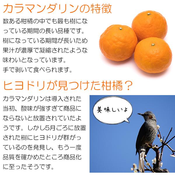 みかん カラマンダリン 青秀品 L〜3Lサイズ 1.3kg JAえひめ中央 中島産 愛媛県 ギフト 母の日 プレゼント｜vegefrusmart｜02