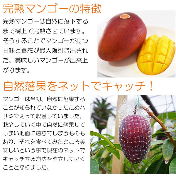 国内正規品】【国内正規品】宮崎 完熟 マンゴー 4Lサイズ 8玉 秀品