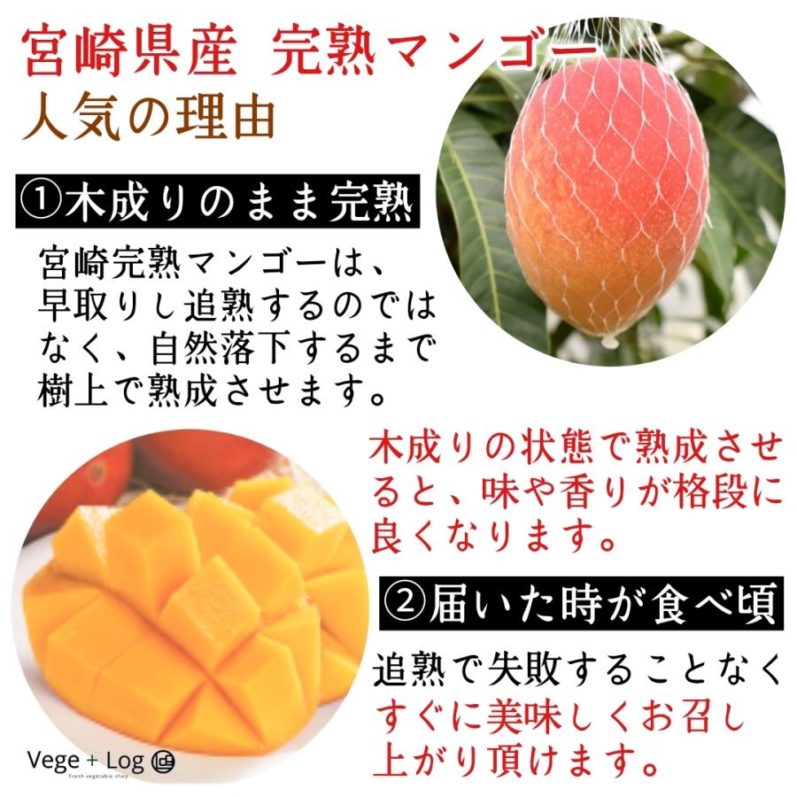宮崎県産 完熟マンゴー A品 3L 1玉入 大玉 約350g~ ギフト用 贈答品質