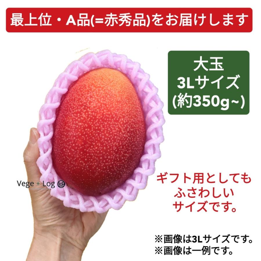 宮崎県産 完熟マンゴー A品 3L 1玉入 大玉 約350g~ ギフト用 贈答品質