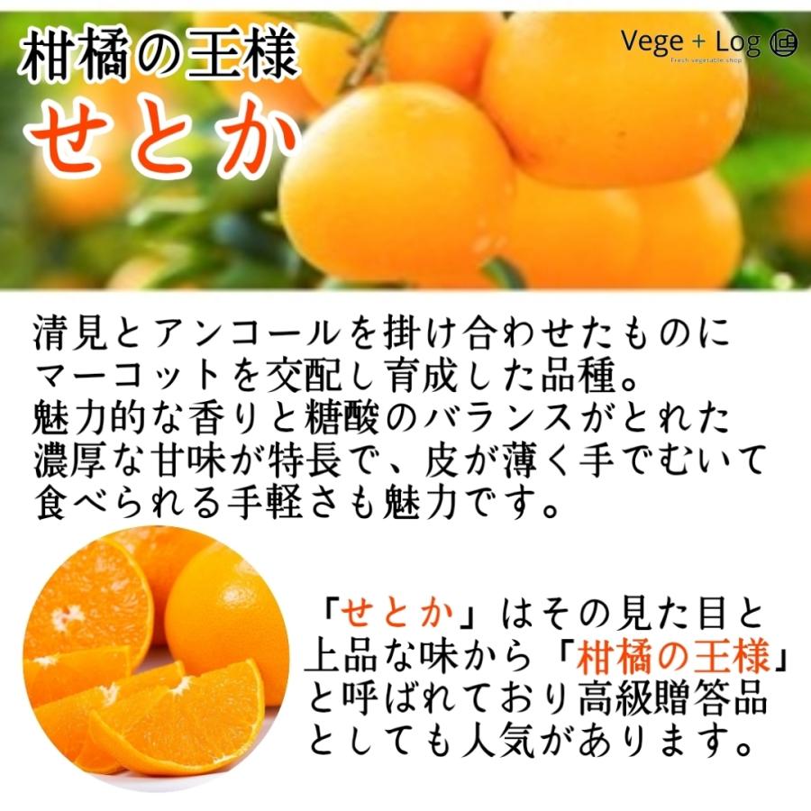 期間限定】愛媛県産 柑橘の王様「せとか」 赤秀品 2Lサイズ 12個入 約