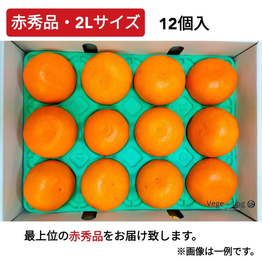 期間限定】愛媛県産 柑橘の王様「せとか」 赤秀品 2Lサイズ 12個入 約