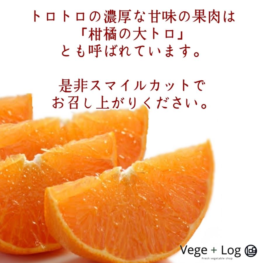 期間限定】愛媛県産 柑橘の王様「せとか」 赤秀品 2Lサイズ 12個入 約