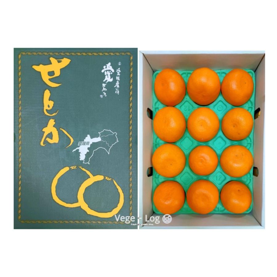 せとか　12玉　2箱セット 期間限定】愛媛県産 柑橘の王様「せとか」 赤秀品 2Lサイズ 12個入 約