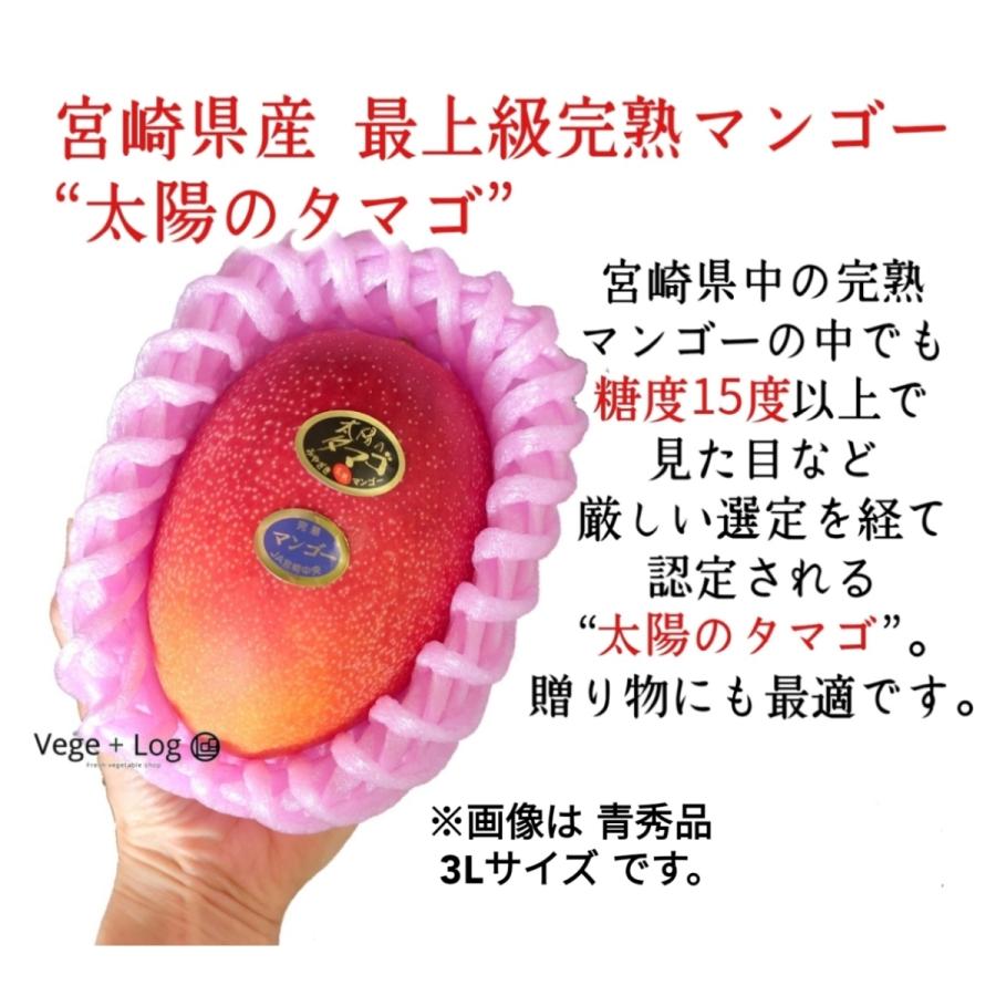 期間限定】宮崎県産 完熟マンゴー “太陽のタマゴ” 青秀品 3Lサイズ 2玉 