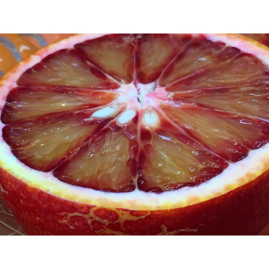 ブラッドオレンジ バラ詰5kg 愛媛県産 モロ タロッコ種 今が旬 国産 オレンジ イタリアオレンジ Blood Orange 5kg 高級フルーツ野菜問屋 五十嵐本店 通販 Yahoo ショッピング
