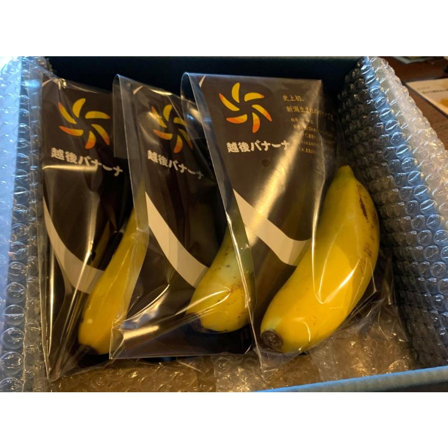 国産バナナ 皮ごと食べられる 最高級バナナ 越後バナーナ ギフトボックス 350g以上 大3本または小6本 数量限定 母の日 新潟県産 無農薬 Echigobanana 高級フルーツ野菜問屋 五十嵐本店 通販 Yahoo ショッピング