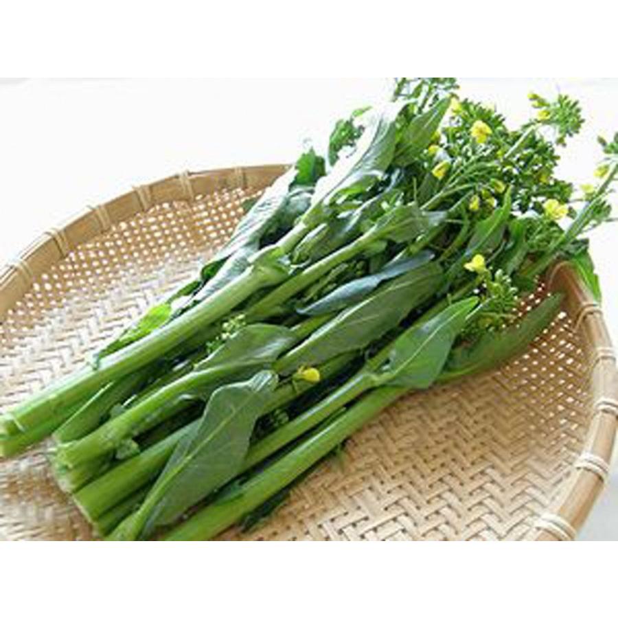 オータムポエム アスパラ菜 1袋 約0g アブラナ科 菜っ葉 おひたし 天ぷら用 Joetsuvege Autumnpoem 高級フルーツ野菜問屋 五十嵐本店 通販 Yahoo ショッピング