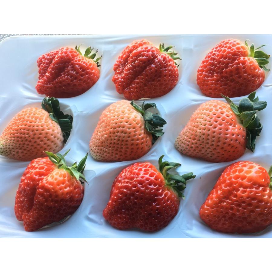 いちご イチゴ 苺 紅白でお祝いにピッタリ 高橋さん家の稀少な白苺 桃薫と大粒 越後姫 シングルパック約350g ギフト Momo Ehigo Ogata Single 高級フルーツ野菜問屋 五十嵐本店 通販 Yahoo ショッピング