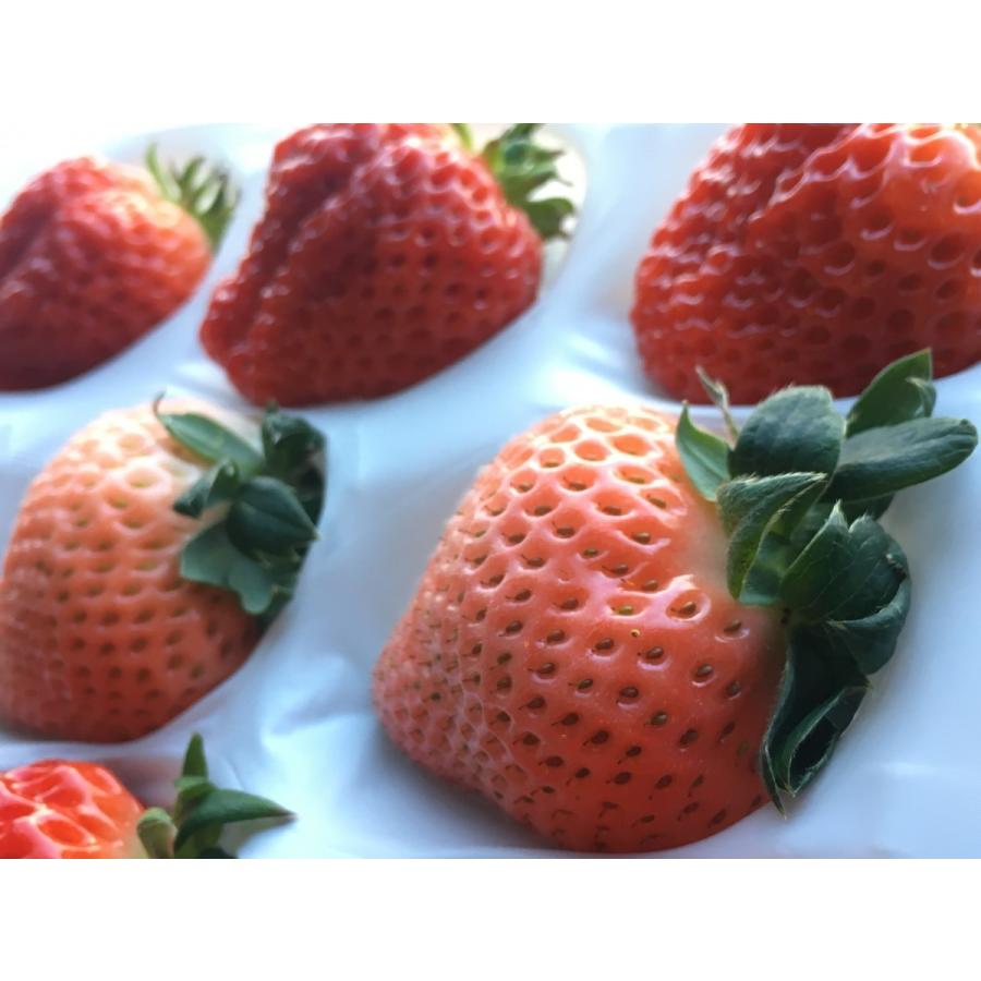 いちご イチゴ 苺 紅白でお祝いにピッタリ 高橋さん家の稀少な白苺 桃薫と大粒 越後姫 シングルパック約350g ギフト Momo Ehigo Ogata Single 高級フルーツ野菜問屋 五十嵐本店 通販 Yahoo ショッピング