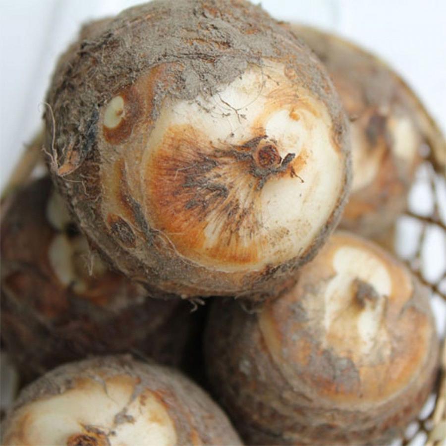 里いも3種類たべくらべセット 里芋 さといも サトイモ Set Satoimo 3kind 高級フルーツ野菜問屋 五十嵐本店 通販 Yahoo ショッピング