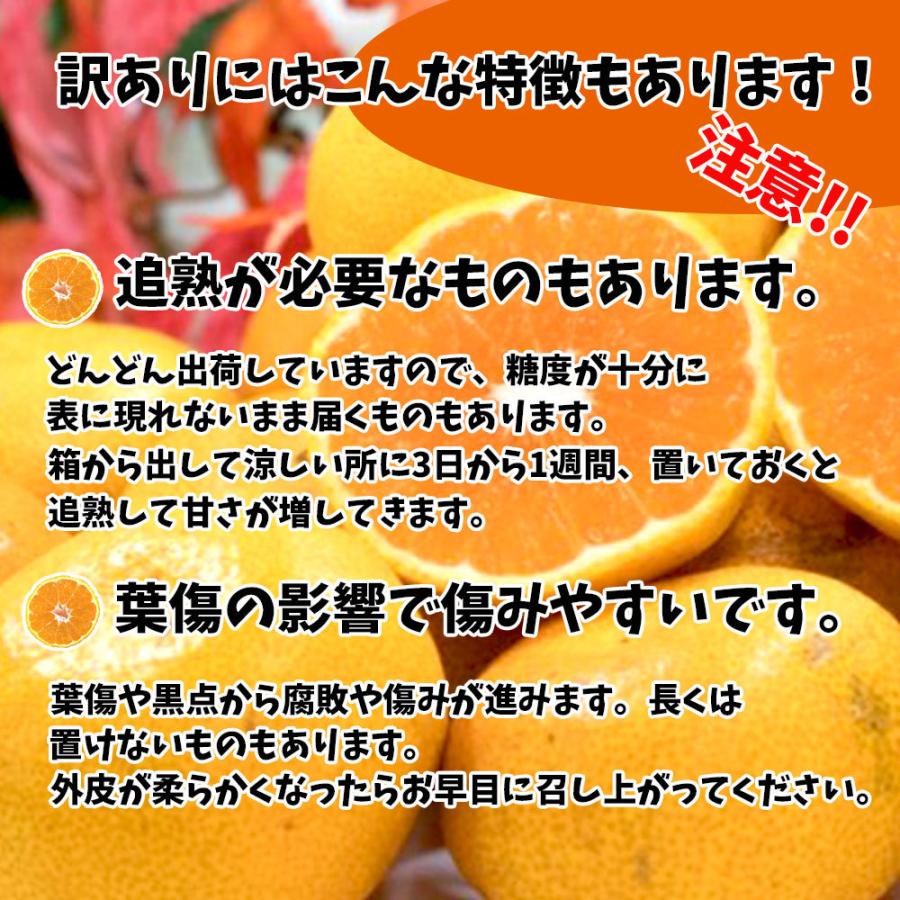 カラマンダリン 温州みかん 春みかん 愛媛県産 不揃い 混合 約 5ｋｇ 訳あり キズ多め 送料無料｜vegetable-fruit-pro｜02