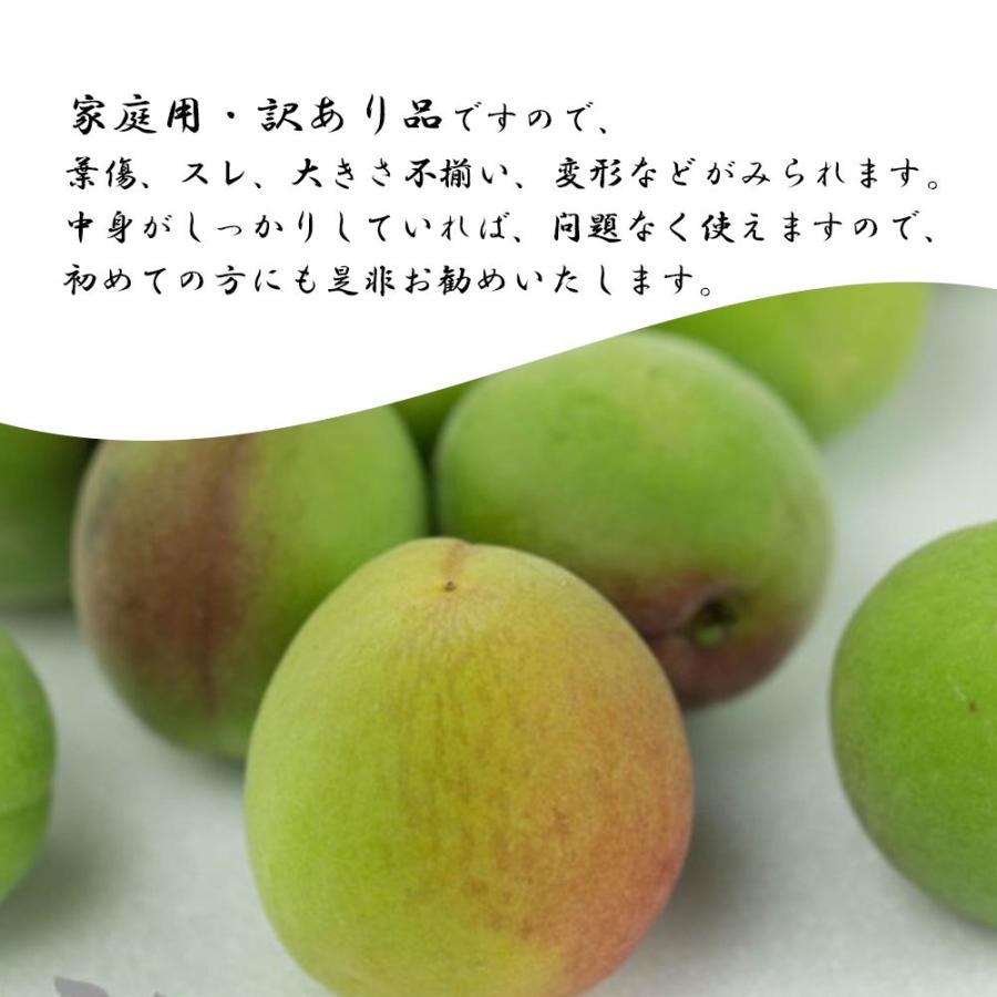 【予約】 青梅 家庭用 うめ 梅 父の日 梅酒用 生梅 愛媛県産 約10ｋｇ 送料無料｜vegetable-fruit-pro｜04