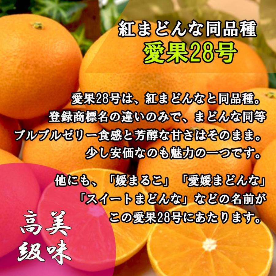 みかん 箱買い 家庭用 紅まどんな 愛果28号 べにまどんな 愛媛県 みかん 箱買い 家庭用 紅まどんな 愛果28号 べにまどんな 愛媛県
