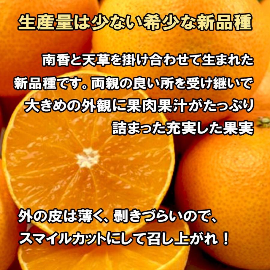 みかん 箱買い 家庭用 紅まどんな 愛果28号 べにまどんな 愛媛県 みかん 箱買い 家庭用 紅まどんな 愛果28号 べにまどんな 愛媛県