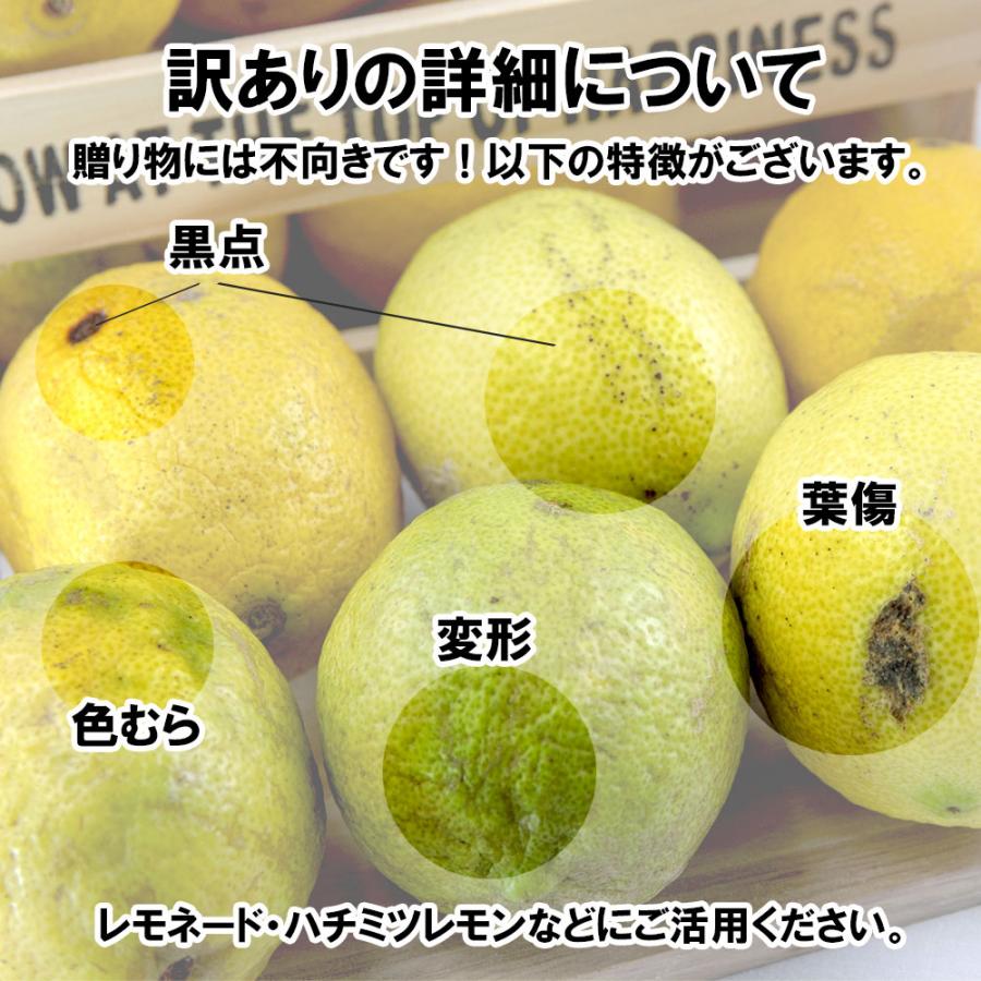 レモン 訳あり 2023年 愛媛県産 檸檬 ノーワックス 防腐剤不使用 不揃い 2ｋｇ 新物 送料無料｜vegetable-fruit-pro｜04