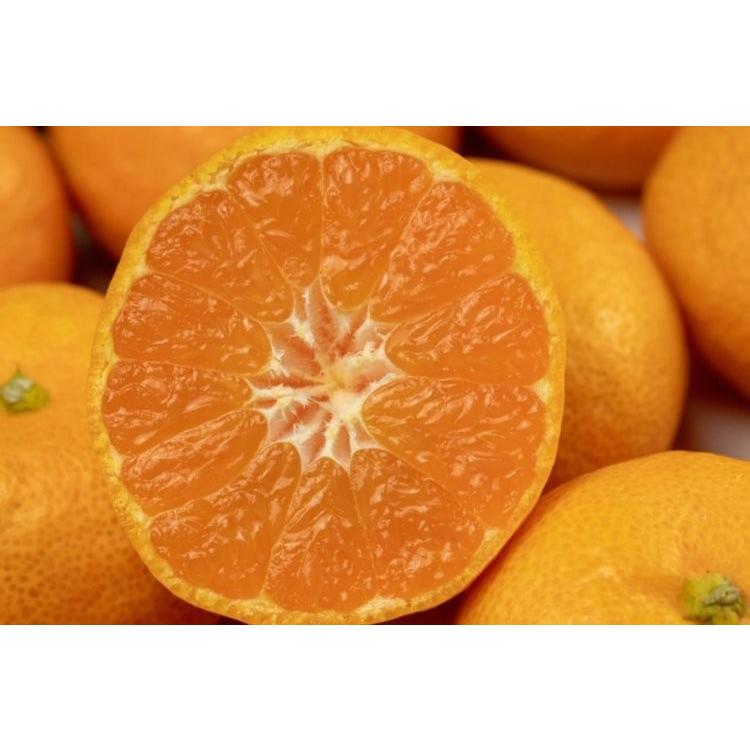 真穴みかん みかん 贈答 お歳暮 真穴 約2kg S M L いずれか 送料無料